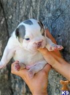 american pit bull puppy posted by Exotic Bully